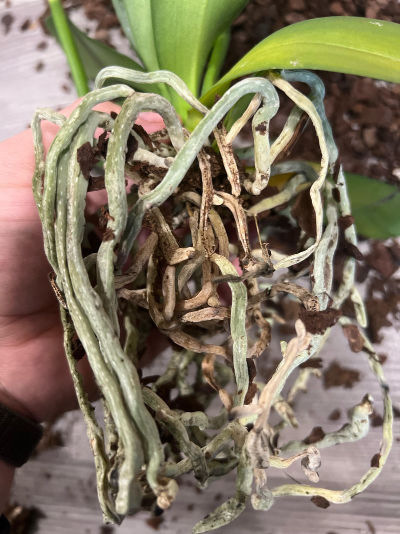 Cutting Healthy Roots Harms The Plant, So Trim Only Spent Ones Cutting Healthy Roots Harms The Plant, So Trim Only Spent Ones