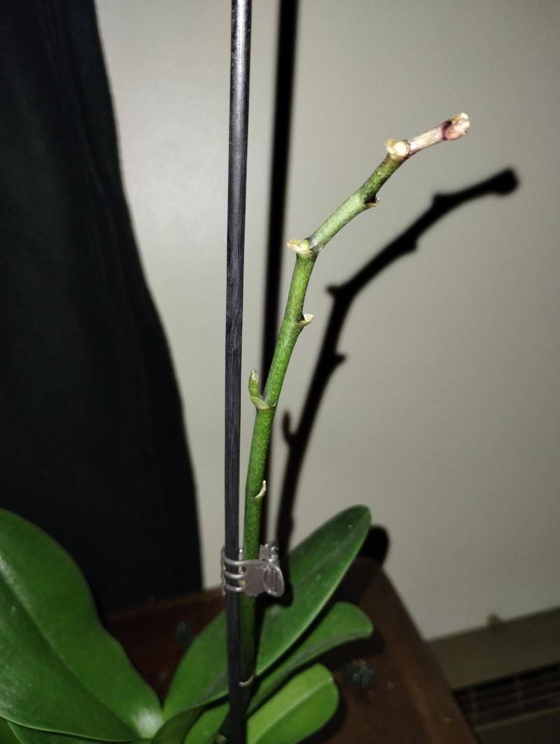 Cutting Spikes Too Low Delays Blooms, So Trim Above A Node Cutting Spikes Too Low Delays Blooms, So Trim Above A Node