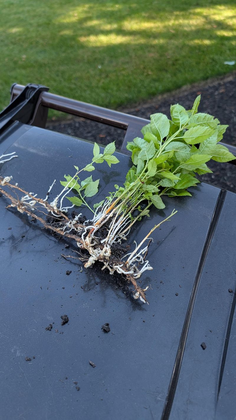 Cutting Triggers Even More Root Sprouts Cutting Triggers Even More Root Sprouts