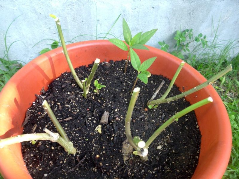 Cutting Tropical Milkweed Back Interrupts Year-Round Growth