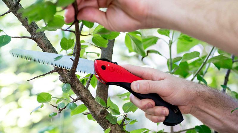 Cutting Well Below The Attachment Point Removes Hidden Root-Like Tissue Cutting Well Below The Attachment Point Removes Hidden Root-Like Tissue