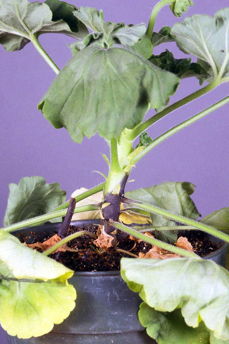 Cuttings Came From Stressed Or Diseased Plants