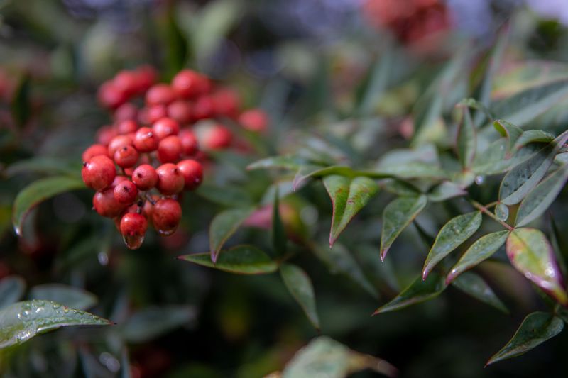 Cyanide Compounds In A Popular Berry