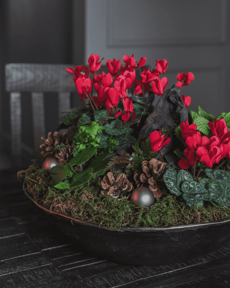 Cyclamen Loves Cool Shady Pots Cyclamen Loves Cool Shady Pots