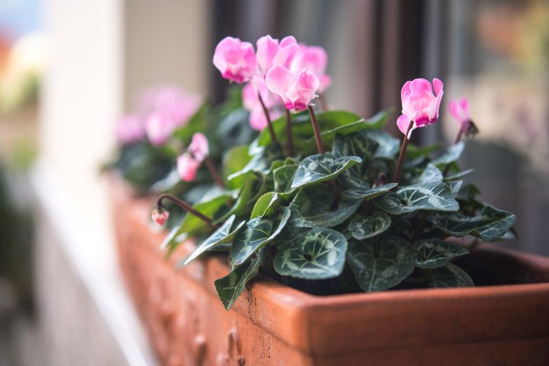 Cyclamen Loves The Chilly Rooms Of A New York Winter