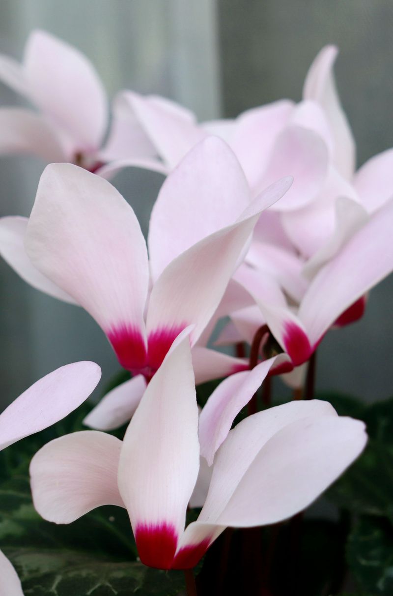Cyclamen Petals That Flutter Like Butterflies Cyclamen Petals That Flutter Like Butterflies