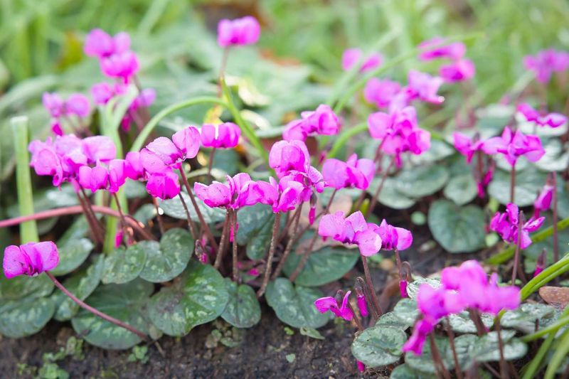Cyclamen Shares The Cool Shade Cyclamen Shares The Cool Shade