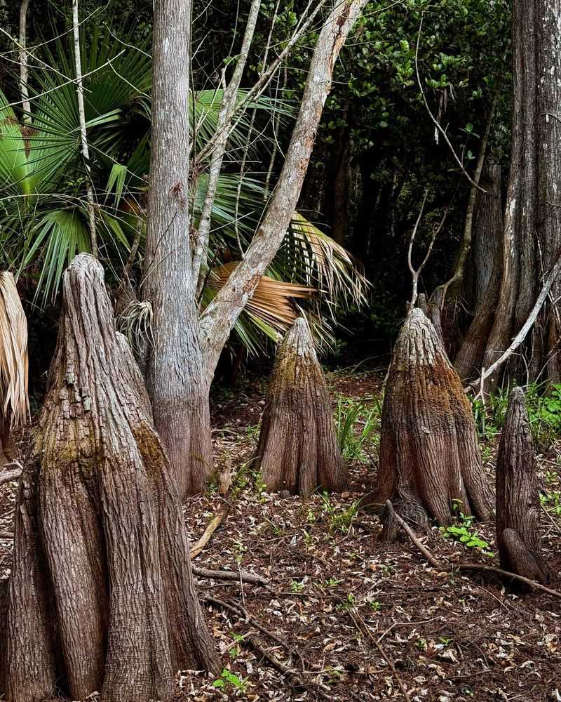 Cypress Knees Grow Up From The Tree’s Roots