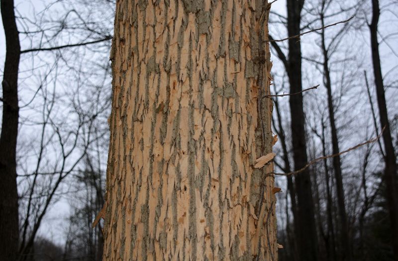 D-Shaped Exit Holes And Woodpecker Blonding Are Major Red Flags D-Shaped Exit Holes And Woodpecker Blonding Are Major Red Flags