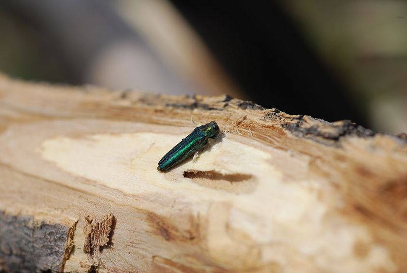 D-Shaped Holes Point To Emerald Ash Borer