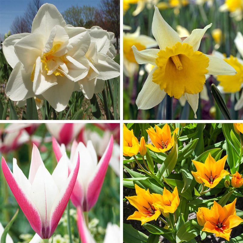 Daffodil And Tulip Bulbs For A Spring Show Daffodil And Tulip Bulbs For A Spring Show