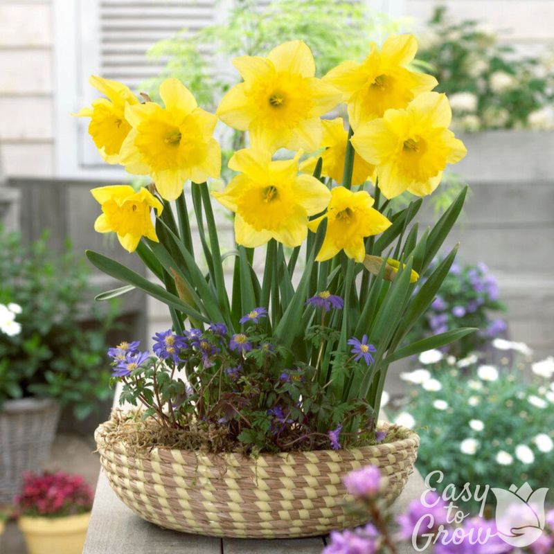 Daffodil Bulbs Wait Out The Rain Daffodil Bulbs Wait Out The Rain
