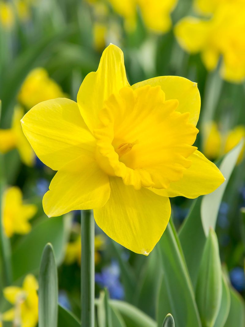 Daffodil Daffodil
