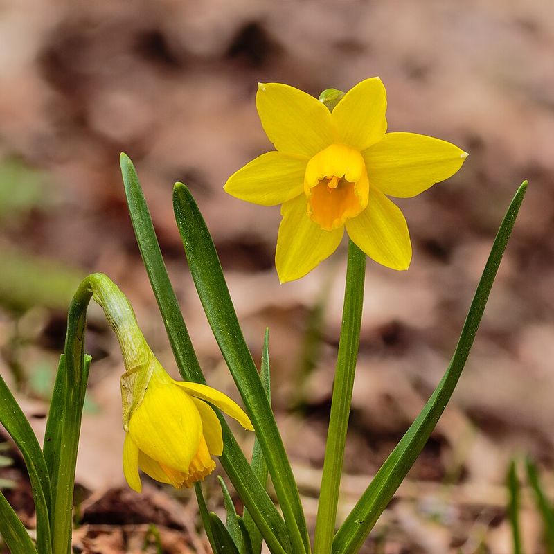 Daffodils