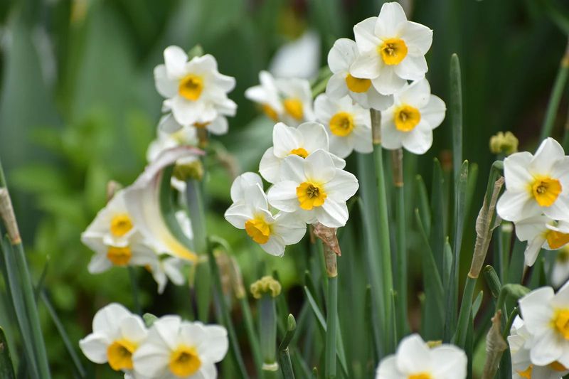 Daffodils Can Go In Earlier Daffodils Can Go In Earlier