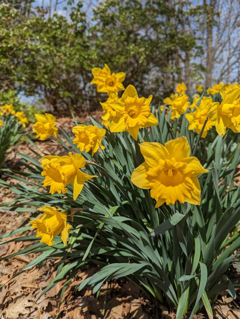 Daffodils For Cheerful Spring Trumpets Daffodils For Cheerful Spring Trumpets
