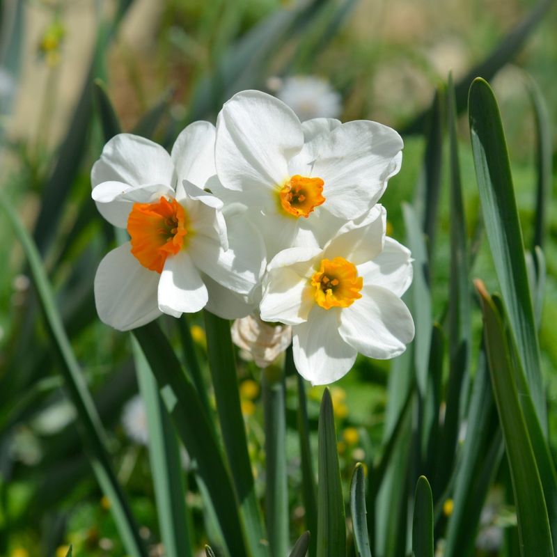 Daffodils Often Return Each Spring, And Deer Typically Pass Them By Daffodils Often Return Each Spring, And Deer Typically Pass Them By