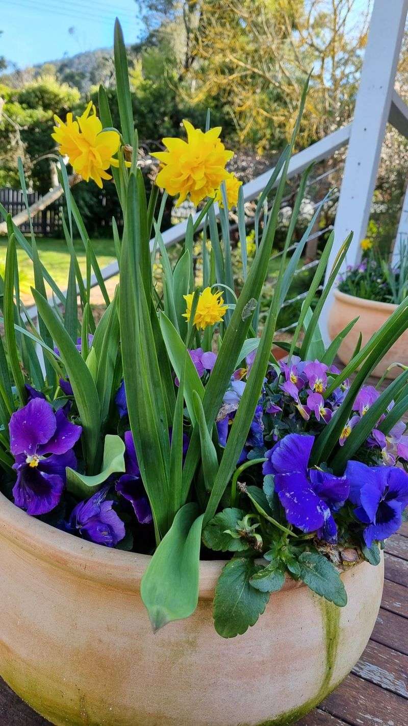 Daffodils Pop Up Through The Pansies Daffodils Pop Up Through The Pansies