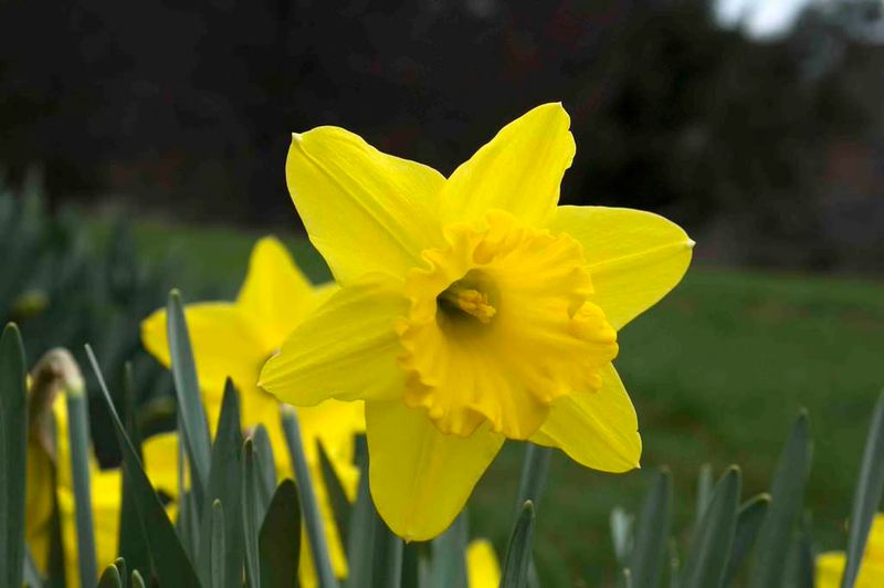 Daffodils That Deer And Squirrels Leave Alone Daffodils That Deer And Squirrels Leave Alone