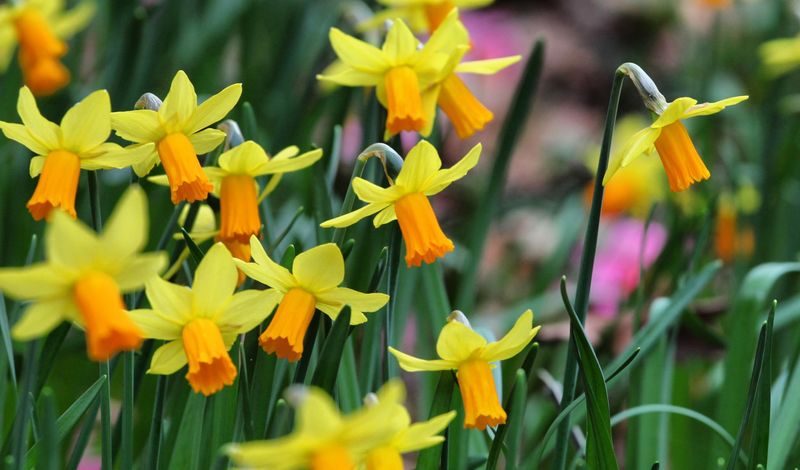 Daffodils That Deer Leave Alone Daffodils That Deer Leave Alone