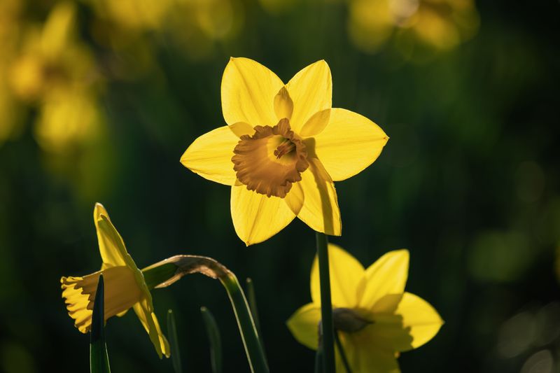 Daffodils That Deer Tend To Skip