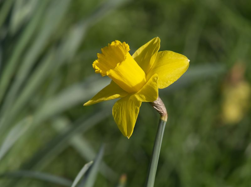 Daffodils, The Bulb Squirrels Avoid Most Daffodils, The Bulb Squirrels Avoid Most