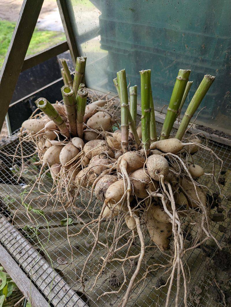 Dahlia Tubers Ready For Basement Storage
