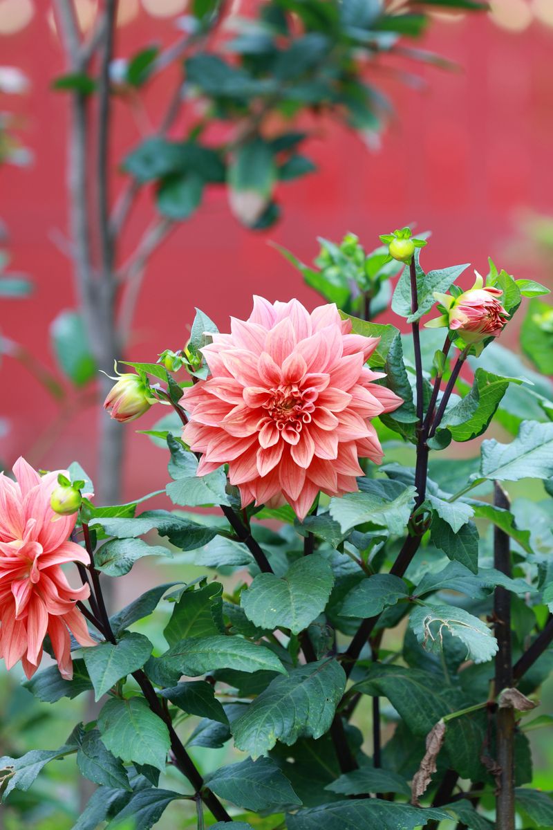 Dahlias For Dinner-Plate Drama Dahlias For Dinner-Plate Drama