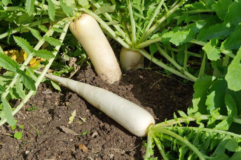 Daikon Radish Digs Deep In Loose Soil