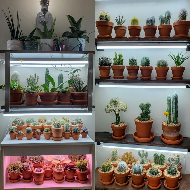 Daily Hours Of Light Matched To Each Plant Type Daily Hours Of Light Matched To Each Plant Type