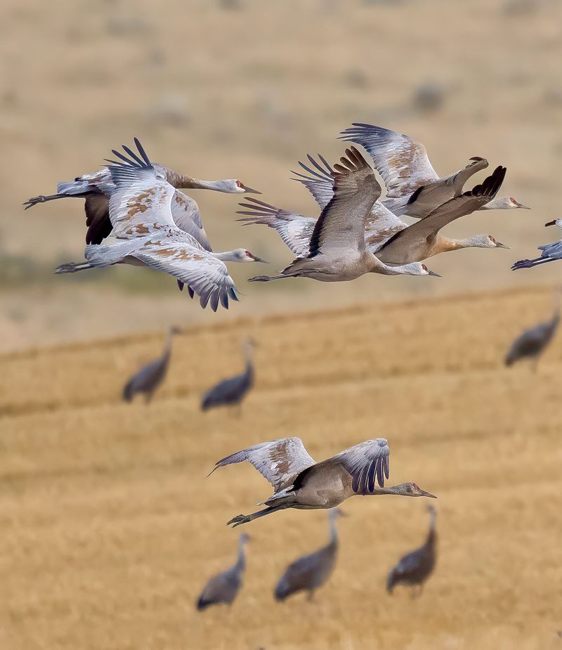 Daily movements connect roosts and feeding areas