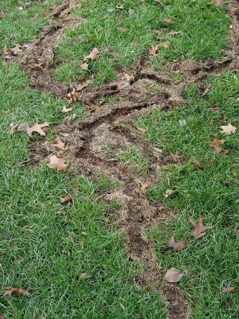 Damage Builds As Cover Thickens In Fall Damage Builds As Cover Thickens In Fall