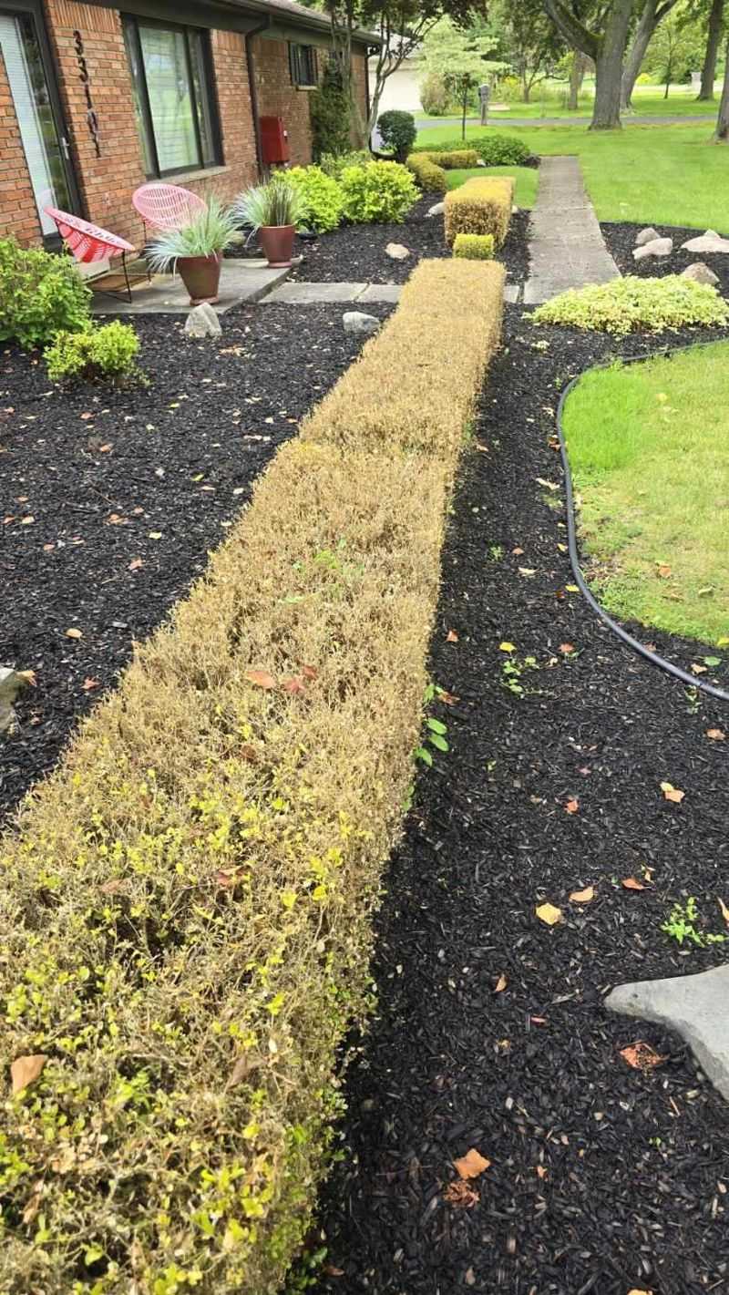 Damage Can Spread Through A Hedge Fast Damage Can Spread Through A Hedge Fast