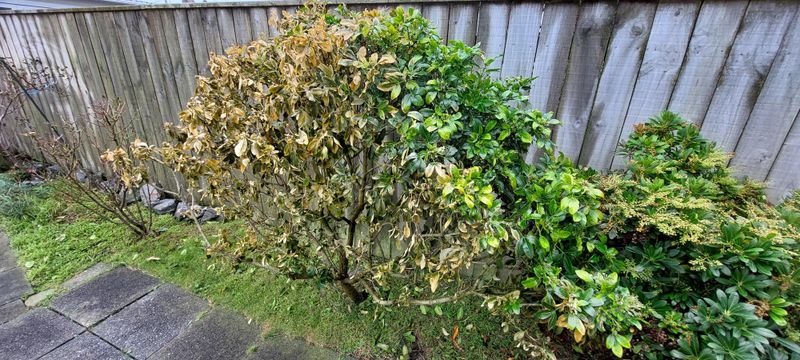 Damage Often Shows Up Weeks Or Months Later Damage Often Shows Up Weeks Or Months Later