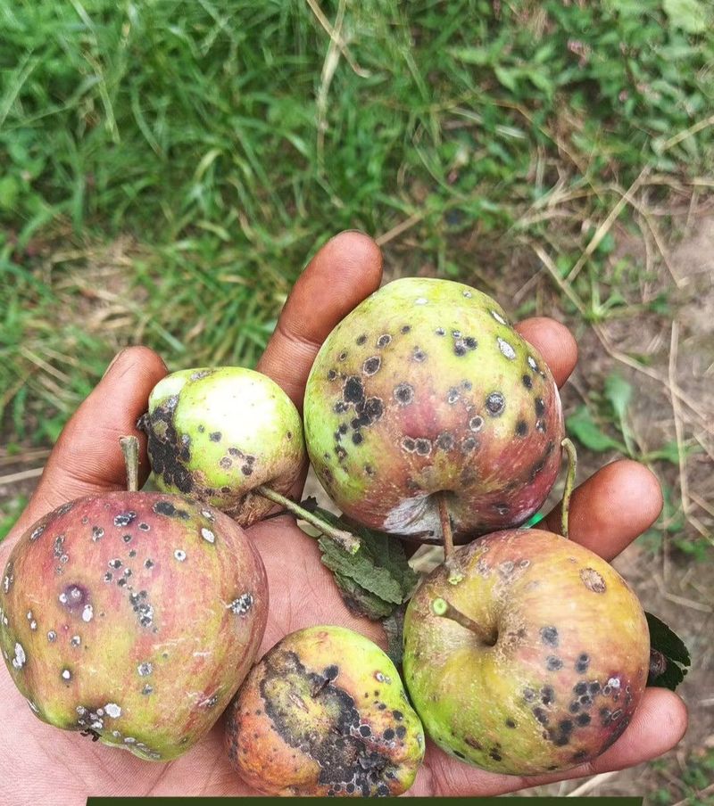 Damage That Looks Like Bitter Pit In Apples