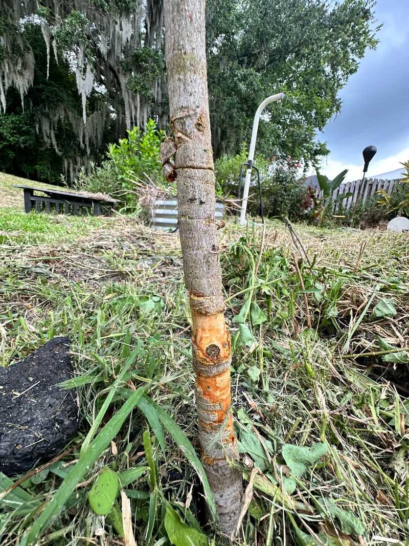 Damaged Bark Calls For A Different Approach Than Normal Pruning Damaged Bark Calls For A Different Approach Than Normal Pruning