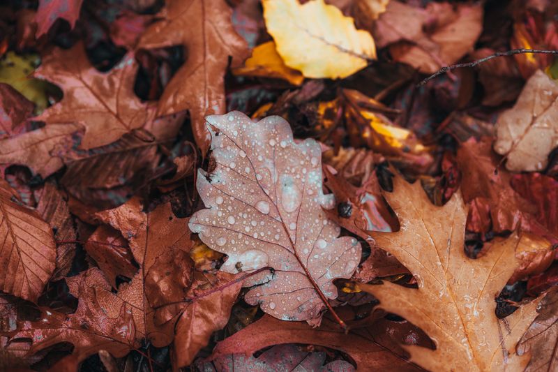 Damp Leaf Piles Make Cozy Winter Shelters Damp Leaf Piles Make Cozy Winter Shelters
