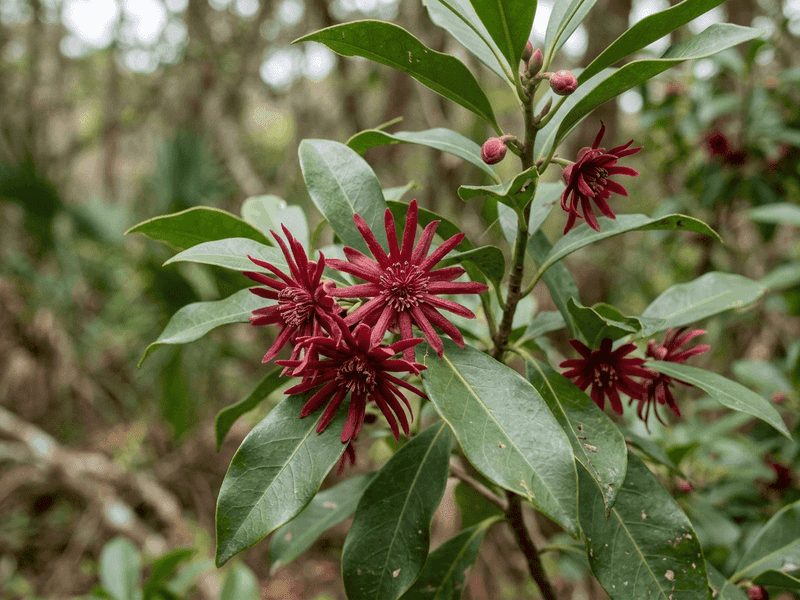 Damp Shade Is Where This Evergreen Native Feels At Home Damp Shade Is Where This Evergreen Native Feels At Home