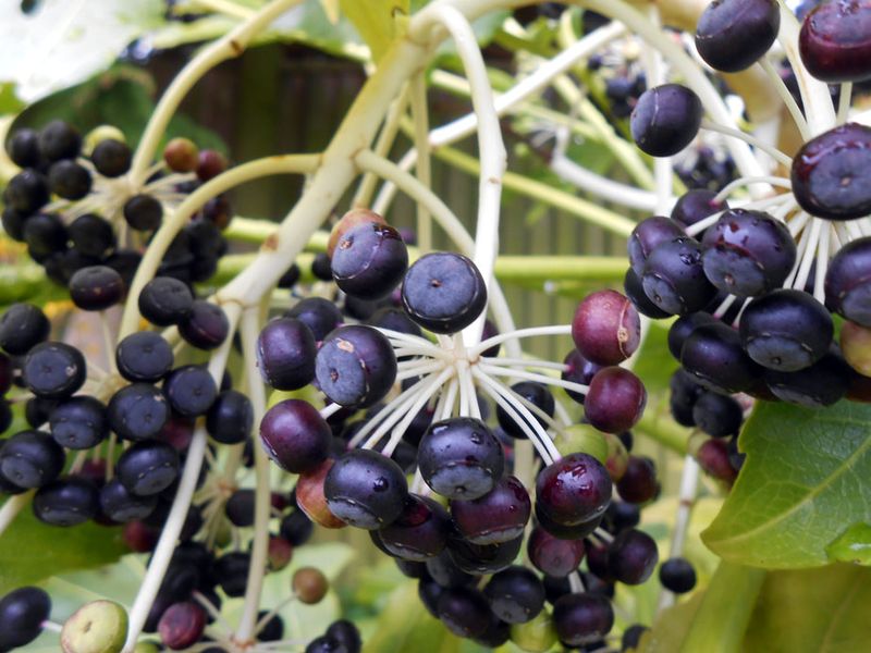Dark Berries Follow And Can Attract Birds Dark Berries Follow And Can Attract Birds