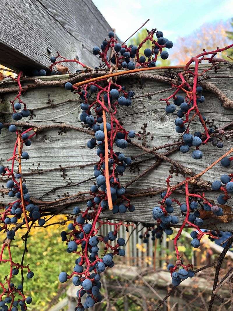 Dark Blue Berries Offer Another Clue Dark Blue Berries Offer Another Clue