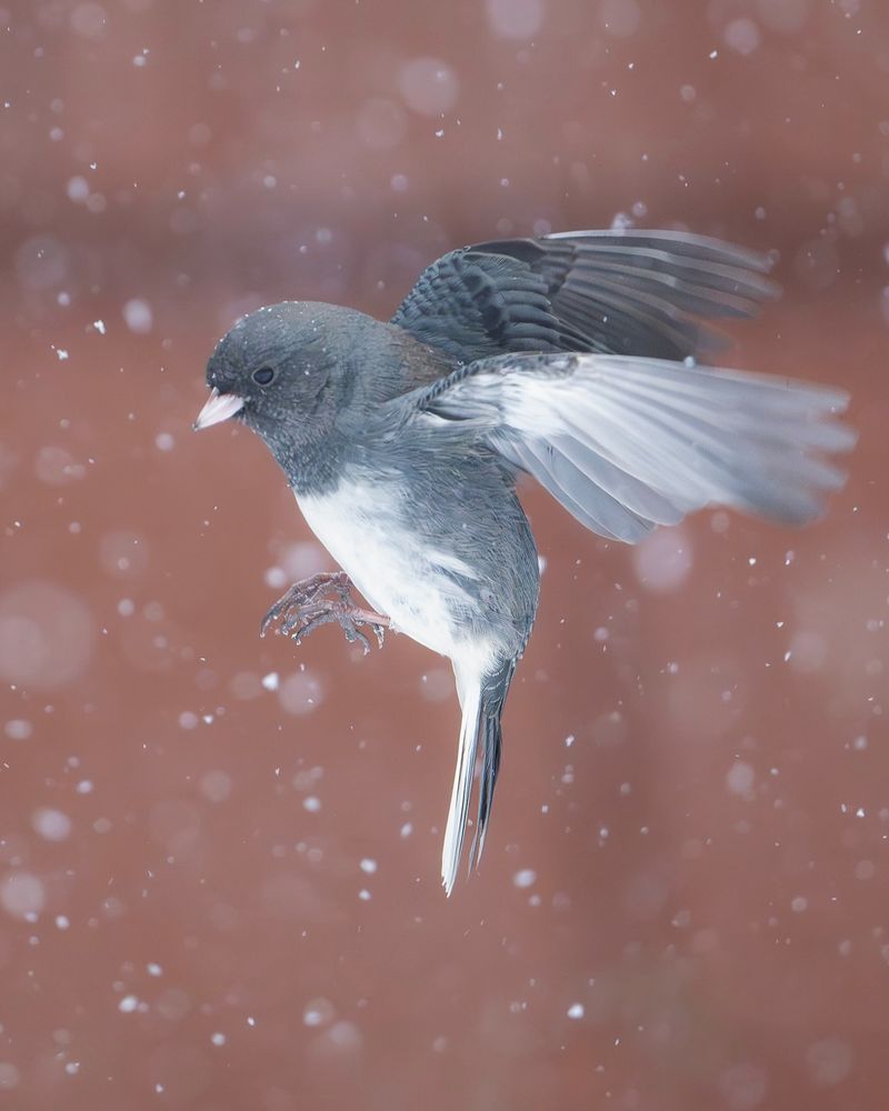 Dark-Eyed Junco
