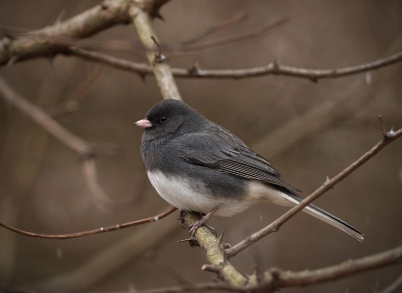 Dark-Eyed Juncos Arrive As The First Big Sign Of Winter Dark-Eyed Juncos Arrive As The First Big Sign Of Winter