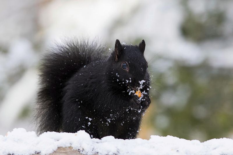 Dark Fur May Help Them Hold Heat In Cold Weather