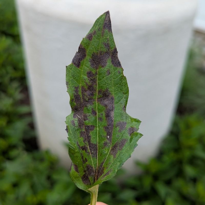 Dark Spots On Leaves May Point To A Common Fungal Disease Dark Spots On Leaves May Point To A Common Fungal Disease