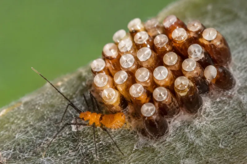 Dark eggs with pale caps may belong to assassin bugs Dark eggs with pale caps may belong to assassin bugs