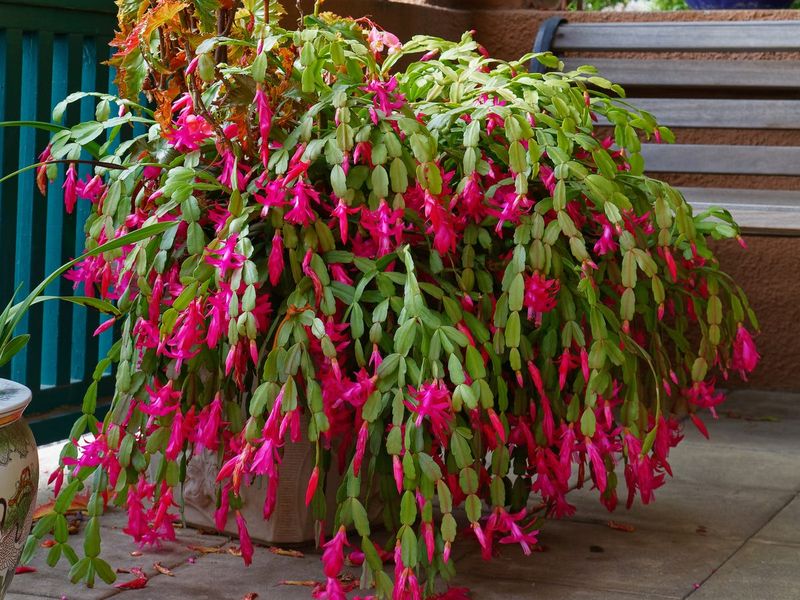 Darkness Matters As Much As Chill For A California Christmas Cactus