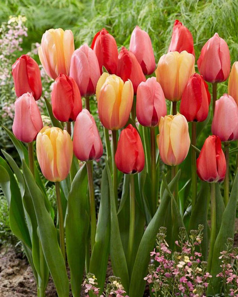 Darwin Hybrid Tulips Darwin Hybrid Tulips