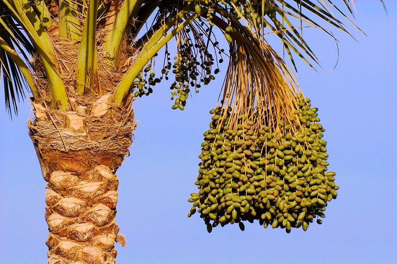 Date Palm Date Palm
