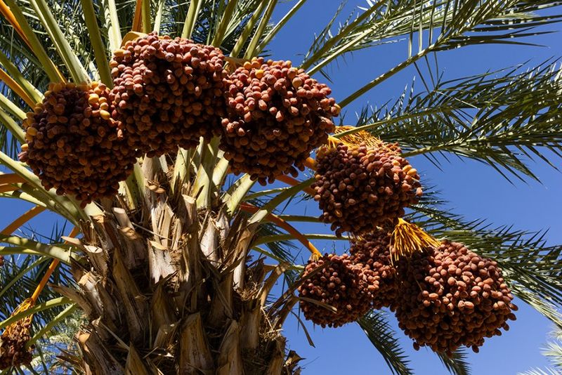 Date Palm