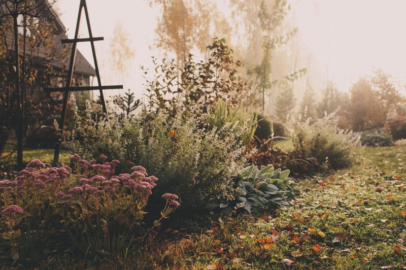 Day Length Signals Plants To Slow Down